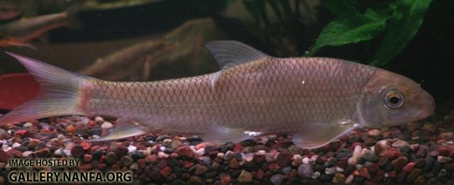 Moxostoma macrolepidotum juvenile3 by BZ