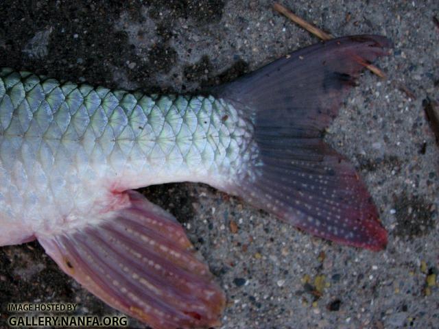 Moxostoma macrolepidotum male3 by BZ