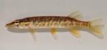 Esox americanus americanus 1 by BZ