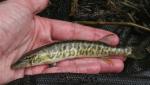 Esox americanus vermiculatus 1 by BZ