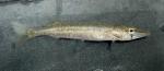 Esox americanus vermiculatus juvenile1 by BZ