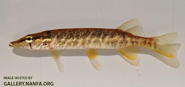 Esox americanus americanus 1 by BZ