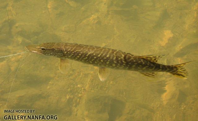 Esox lucius 2 by BZ