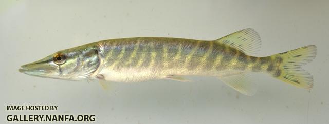 Esox lucius juvenile1 by BZ