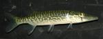 Esox niger juvenile1 by BZ