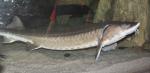 Acipenseridae Sturgeon Family