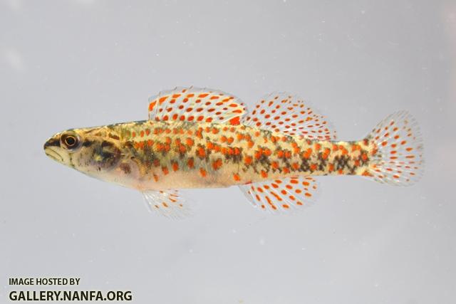 Etheostoma edwini male1 by BZ