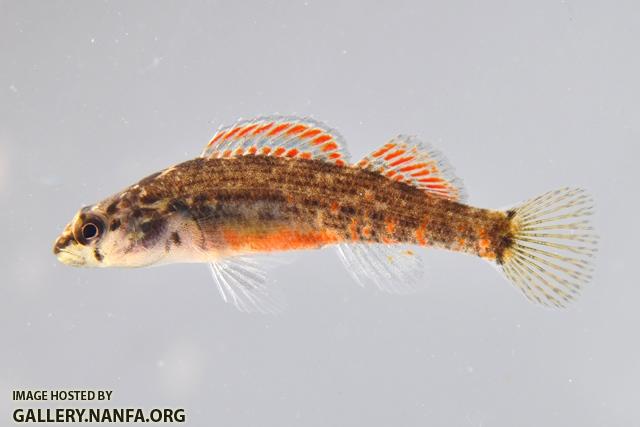 Etheostoma swaini male1 by BZ