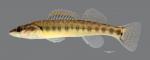 Percina phoxocephala Slenderhead Darter 179WS