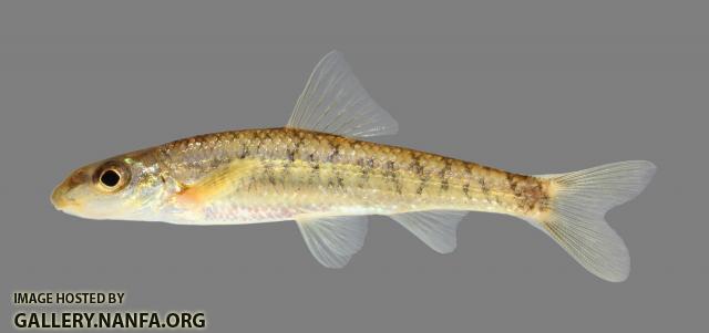 Erimystax x-punctatus Gravel Chub 134 2500