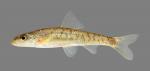 Erimystax x-punctatus Gravel Chub 134 2500