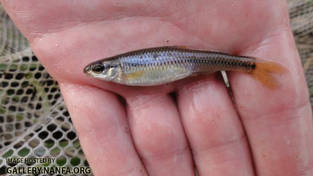 Bluntnose Minnow