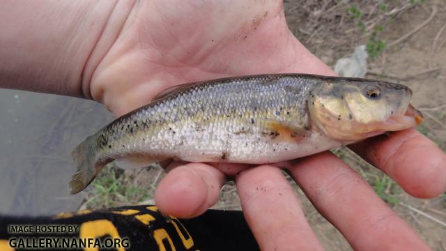 Male Chub - Normal Color