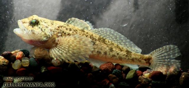 Cottus bairdii kumlieni 3 by BZ