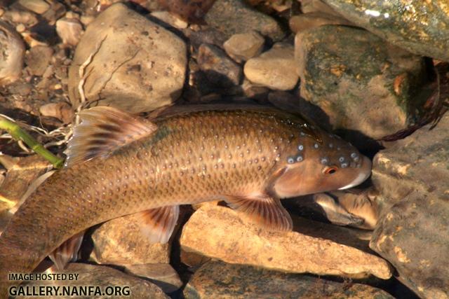 Campostoma anomalum male6 by BZ