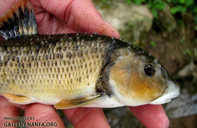 Campostoma oligolepis male4 by BZ