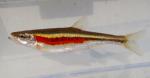 Clinostomus elongatus female1 by BZ