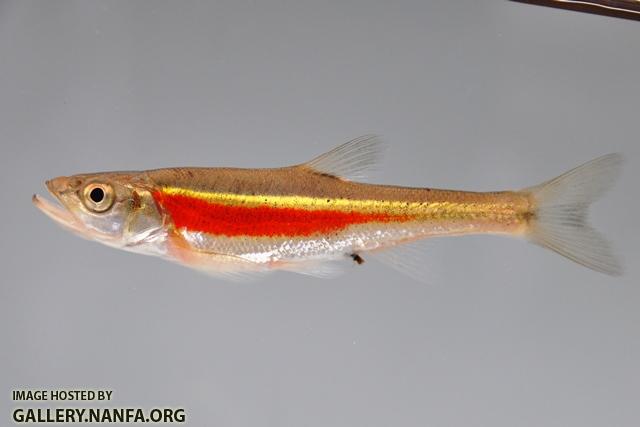 Clinostomus elongatus male4 by BZ