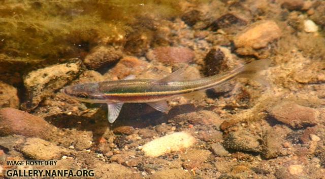 Clinostomus elongatus male5 by JZ