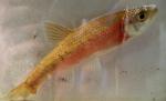 Clinostomus funduloides male1 by BZ