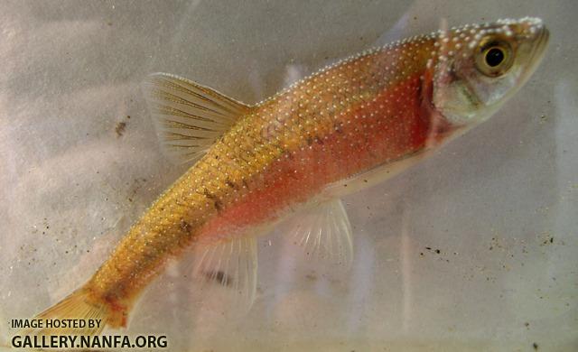 Clinostomus funduloides male1 by BZ