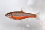 Hemitremia flammea male1 by BZ