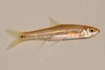 Hybopsis cf. winchelli Coastal Chub 1 by BZ