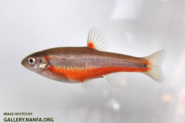 Hemitremia flammea male1 by BZ