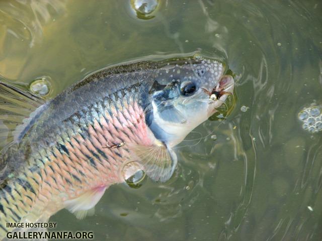 Luxilus chrysocephalus male2 by BZ