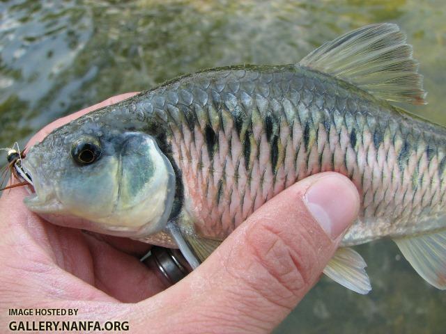 Luxilus chrysocephalus male3 by BZ