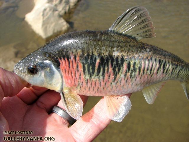 Luxilus chrysocephalus male4 by BZ