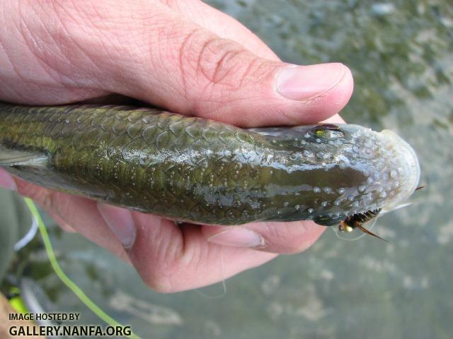 Luxilus chrysocephalus male6 by BZ