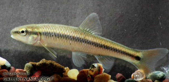 Nocomis biguttatus Juvenile1 by BZ