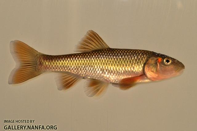 Nocomis biguttatus male1 by BZ