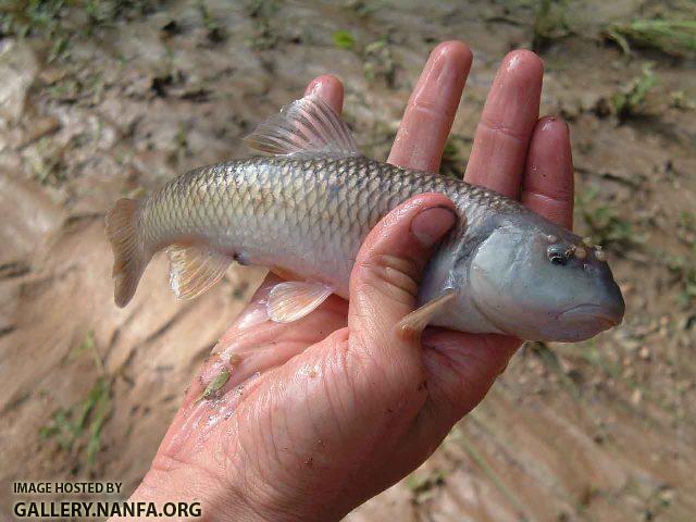 Nocomis leptocephalus male1 by AK