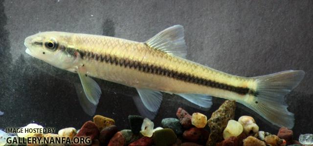 Nocomis micropogon juvenile1 by BZ