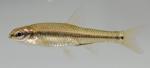 Notropis anogenus 1 by BZ