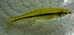 Notropis anogenus 4 by BZ