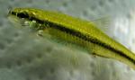 Notropis anogenus 5 by BZ