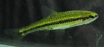 Notropis anogenus 6 by BZ