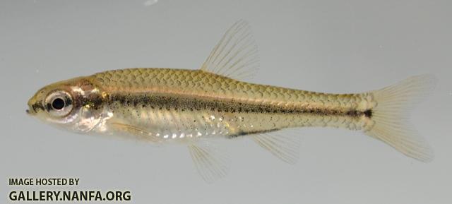 Notropis anogenus 1 by BZ