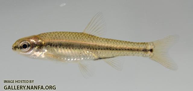 Notropis anogenus 2 by BZ