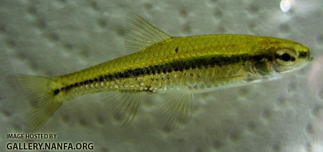 Notropis anogenus 4 by BZ