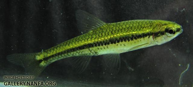 Notropis anogenus 6 by BZ