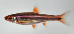 Notropis chrosomus 1 by BZ