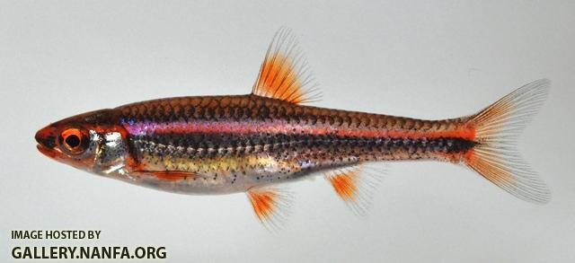 Notropis chrosomus 1 by BZ