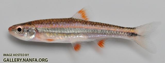 Notropis chrosomus 2 by BZ