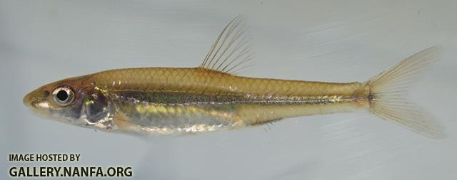 Notropis dorsalis 1 by BZ