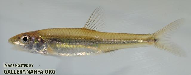 Notropis dorsalis 2 by BZ