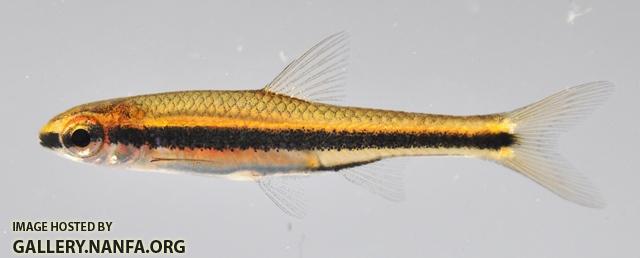 Notropis harperi 1 by BZ